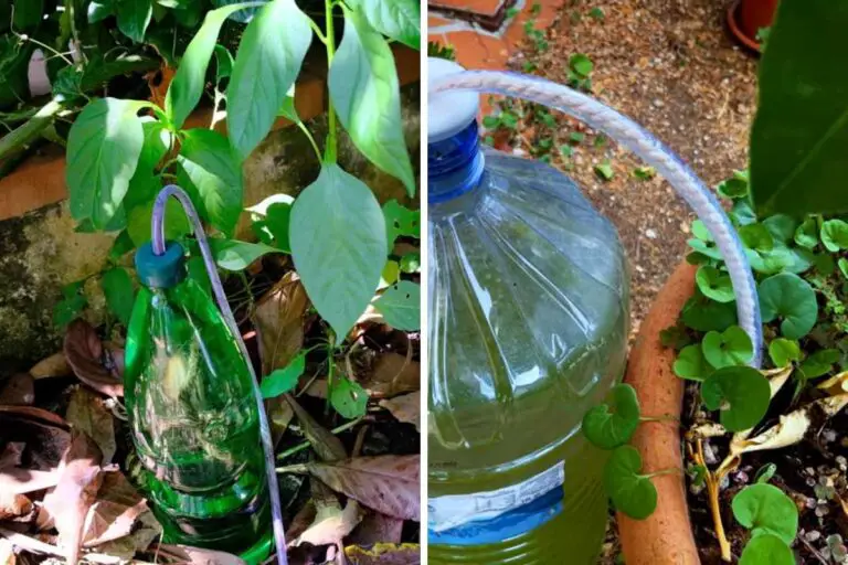 Come assicurare alle piante un’irrigazione efficace durante le vacanze: guida completa 🌻