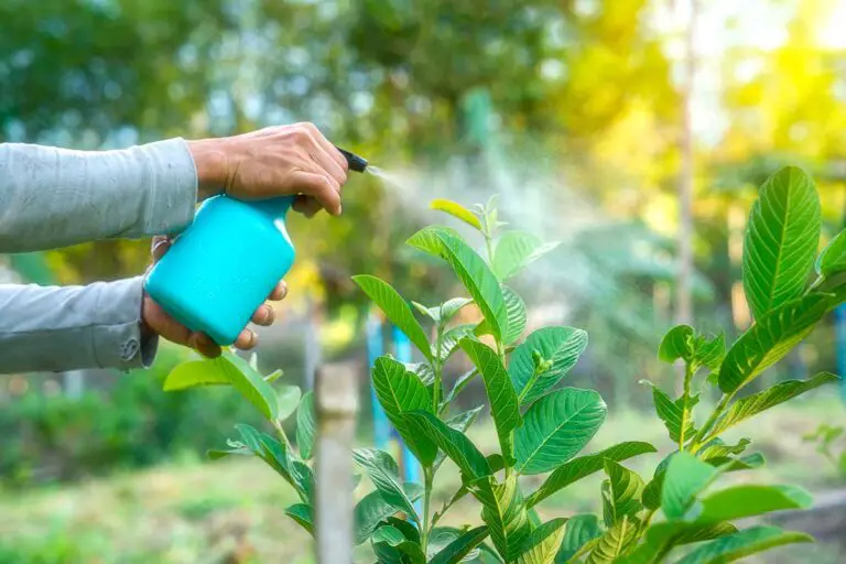 🌿 Tecniche naturali di controllo dei parassiti per il tuo giardino: guida essenziale per un giardino sano e sostenibile