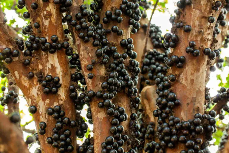 Come garantire che il tuo albero di jabuticaba produca frutti tutto l’anno 🌱🍇