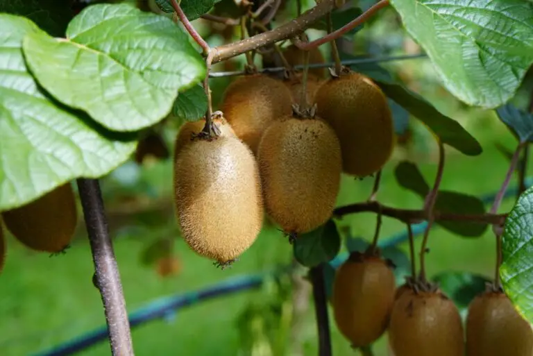 Come coltivare il kiwi in casa con preziosi consigli 🍃🌟