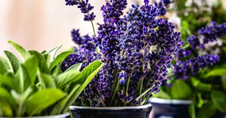 🌿 Segreti e consigli per far crescere la lavanda in vaso: tutto quello che devi sapere 🌸