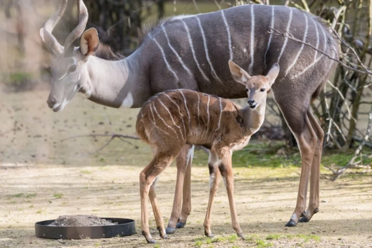 Tempi di gestazione animale: uno sguardo alle strategie riproduttive da settimane ad anni