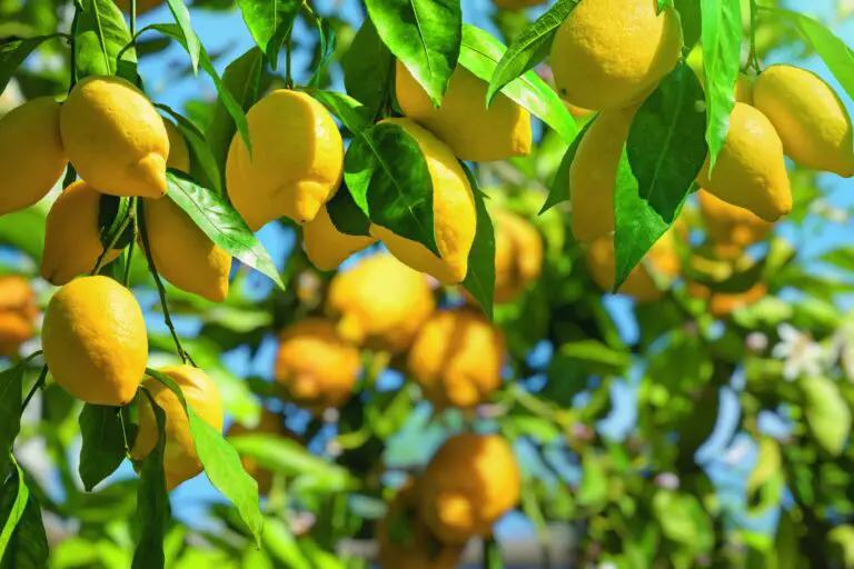 I segreti per avere alberi di limone che fruttificano tutto l’anno 🍋🌿
