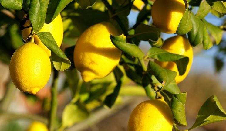 Come potare correttamente il tuo albero di limoni per raccolti abbondanti e salute duratura 🍋🌿