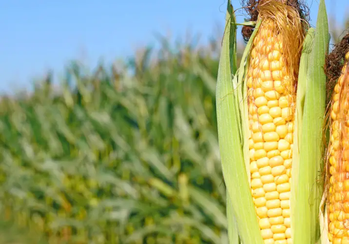 Ecco una guida dettagliata e approfondita per proteggere le colture di mais dagli insetti e roditori più comuni, con consigli pratici e approcci sostenibili 🌽🛡️