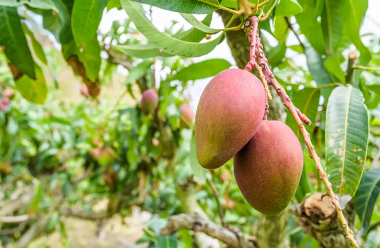TUTTO SULLE TECNICHE DI INNESTO DEL MANGO: SEGRETI E PASSI PER IL SUCCESSO 🍃🥭