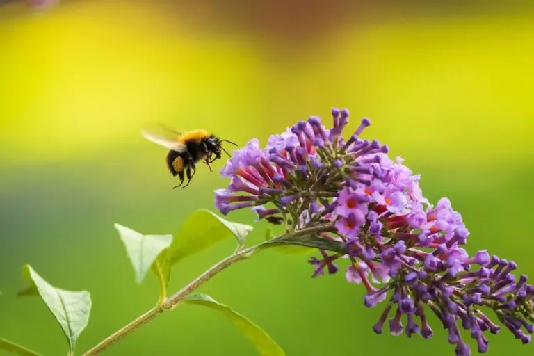 Come attirare gli impollinatori naturali nel tuo giardino e preservare la biodiversità 🌸🦋🐝