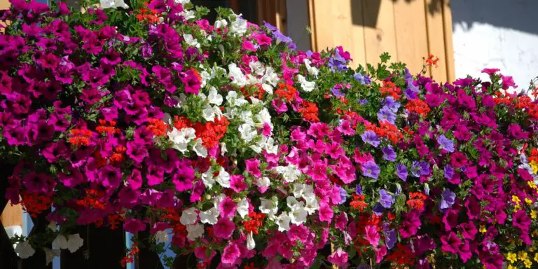 Panoramica degli abbinamenti di piante per fioriere