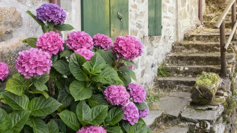Segreti e Consigli per Potare le Ortensie come un Esperto! 🌸✨