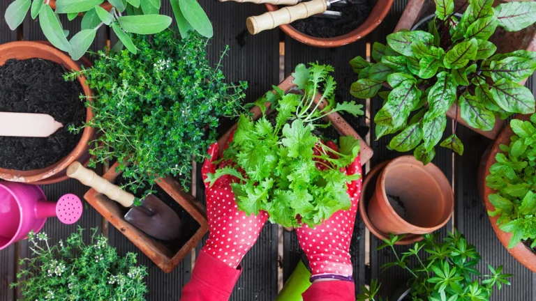 🌿 Scopri come sfruttare al meglio lo spazio del tuo orto coltivando ortaggi in contenitori di plastica in Italia 🌱