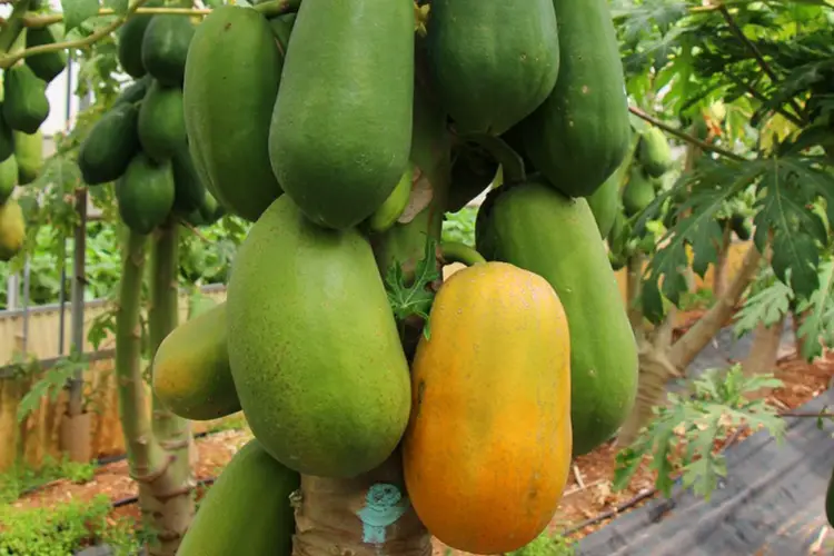 🌴 Scopri la meraviglia tropicale dell’albero di papaya per il tuo giardino di casa 🌿