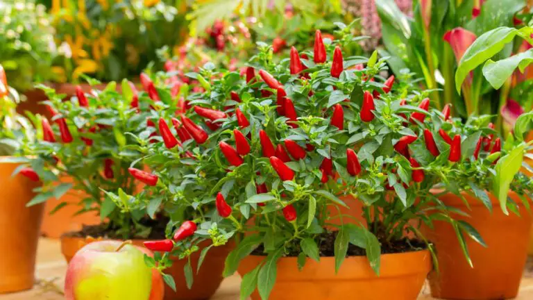 Come proteggere il tuo giardino usando il peperoncino rosso naturale 🌶️🌱