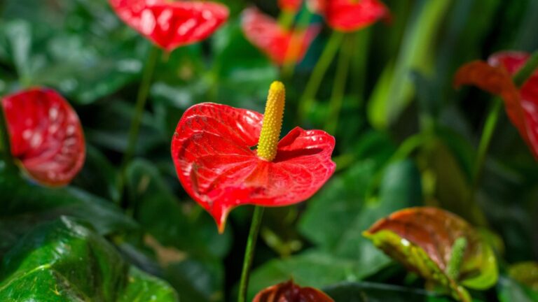 Segreti sorprendenti per far fiorire sempre il tuo Anthurium tutto l’anno 🌺