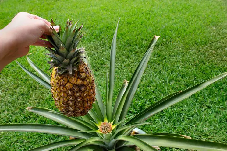 Come coltivare un ananas in casa facilmente: la guida completa e innovativa 🍍
