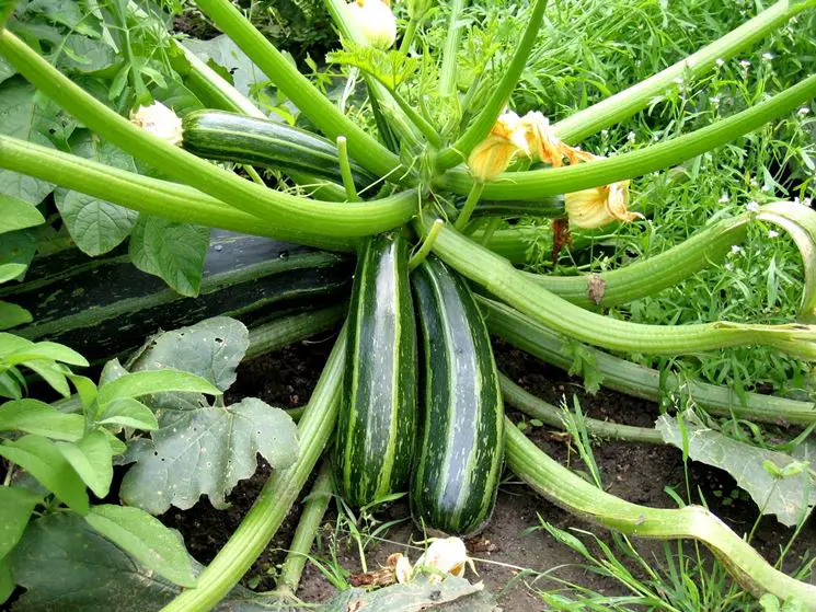 Scopri come coltivare le tue zucchine in sacchi di terra e rendi il tuo orto a portata di mano 🥒🌱✨