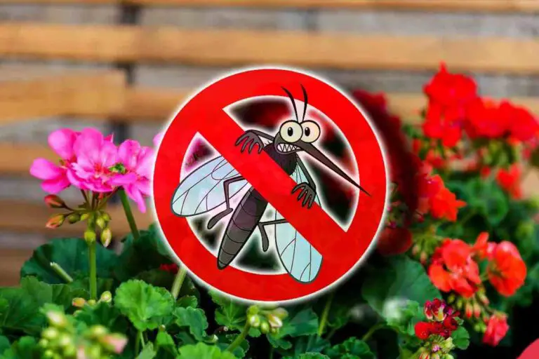 🌿 Como mantenere lontani le zanzare usando piante naturali 🌿