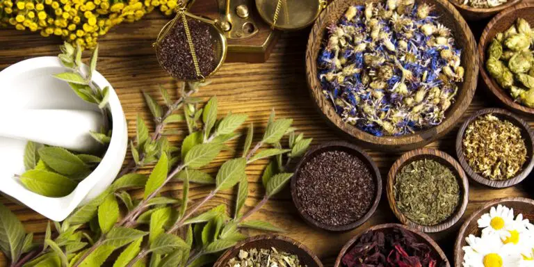 Fitoterapia: il potere naturale per la tua salute 🌿