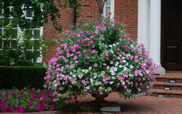 🌸 Le piante migliori per trasformare il tuo giardino tutto l’anno 🌳✨