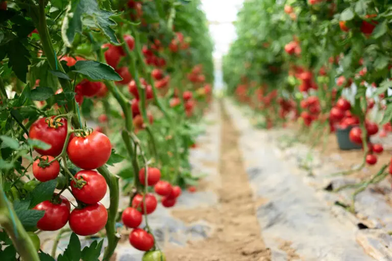 🌱12 Segreti Top per Far Crescere Pomodori Giganti!🍅