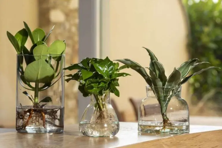 🌿 Scopri le migliori piante da interno che crescono in acqua e trasformano il tuo ambiente 🌿