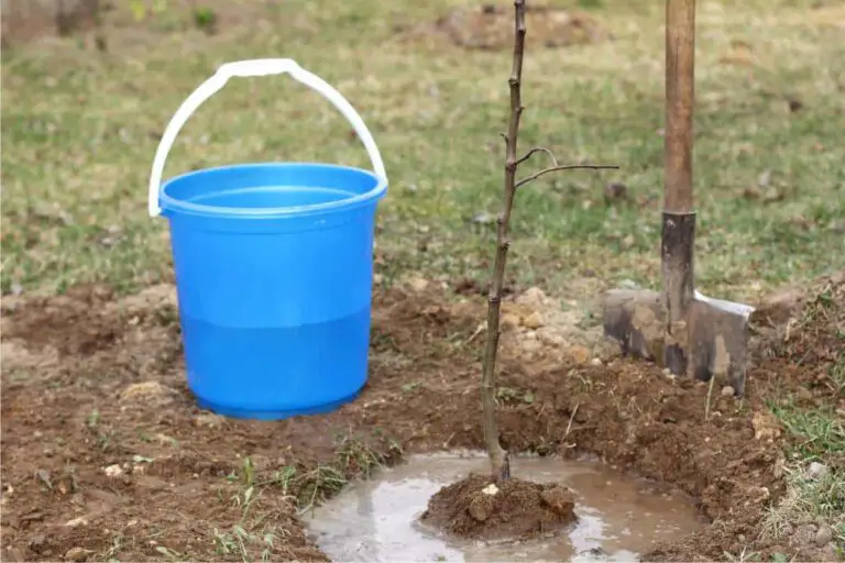 🌱 Tecnica Avanzata di Piantagione di Alberi: Innovazione Per un Giardinaggio Sostenibile e di Successo 🌳