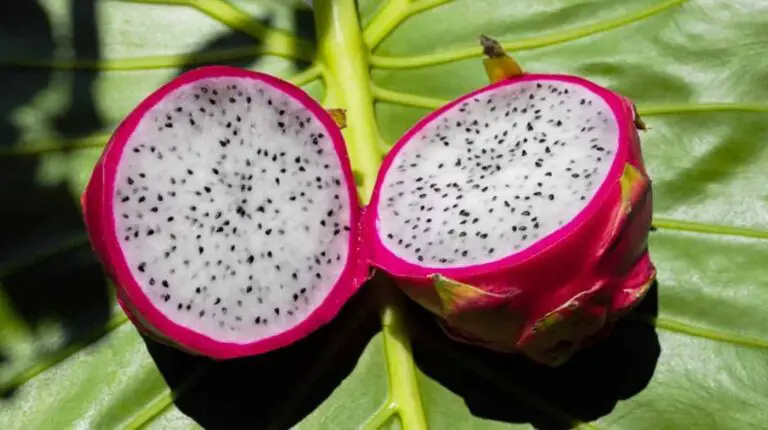🔥 Coltivare la Pitaya Viola: guida completa al frutto del drago viola 🌱