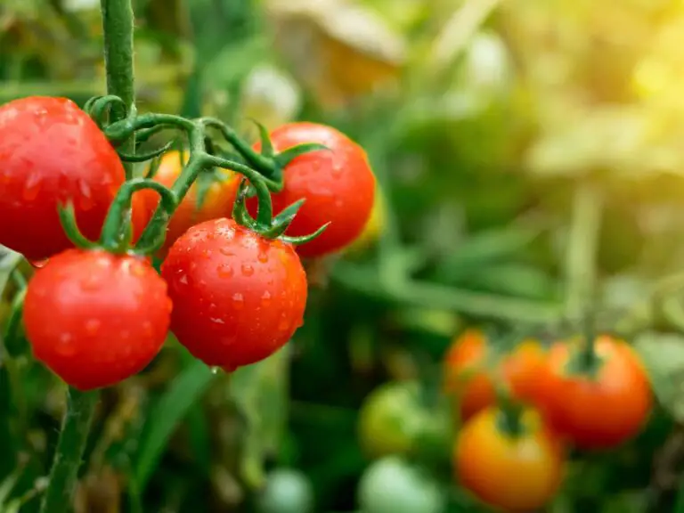 🌱 Consigli essenziali per coltivare pomodori in abbondanza 🍅