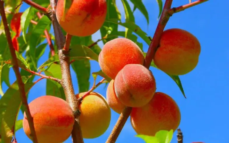 🌳🍑 Guida completa e dettagliata alla coltivazione e alla potatura delle pesche nel tuo giardino 🌞