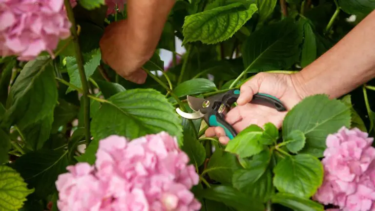 🌸 7 Compiti Primaverili per Hydrangeas Straordinarie in Italia 🌸