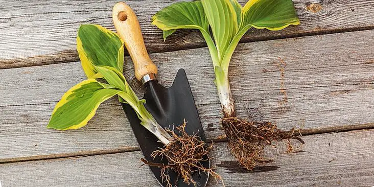 🌱 Descubra 11 Perennials Facili da Dividere per Moltiplicare i Fiori nel Giardino