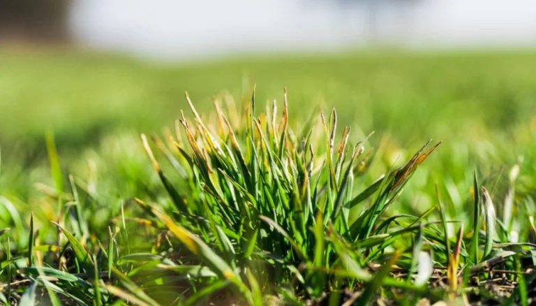 Rivoluziona il tuo giardino con questa pianta meravigliosa! 🌱✨