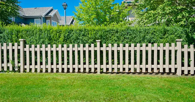 14 arbusti a crescita rapida per creare privacy in casa 🌳