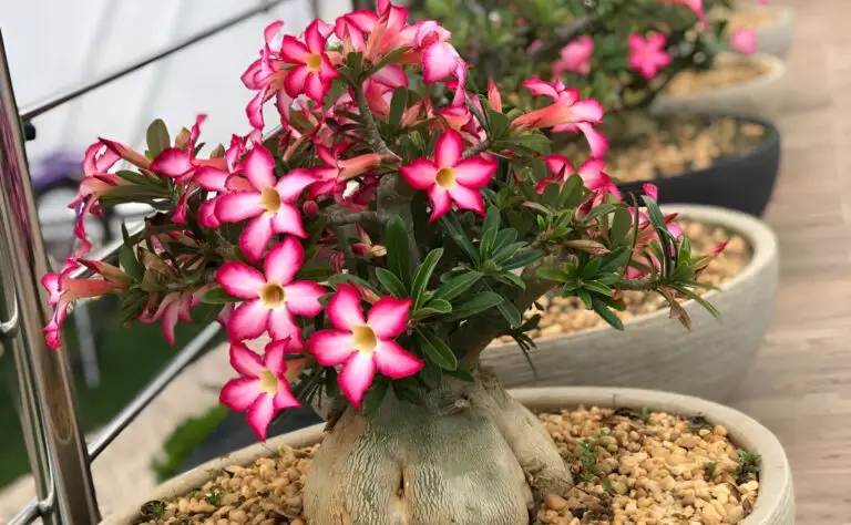 🌵 Scopri i segreti della Rosa del Deserto: coltivazione, cura e fascino 🌸