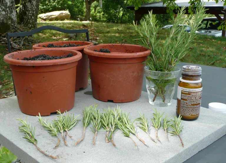 Il Segreto per Far Crescere il Rosmarino in Casa Velocemente e Senza Stress 🌿✨