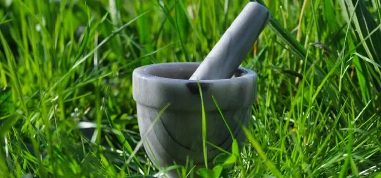 7 Erbe Naturali che Trasformano la Tua Salute 🌿✨