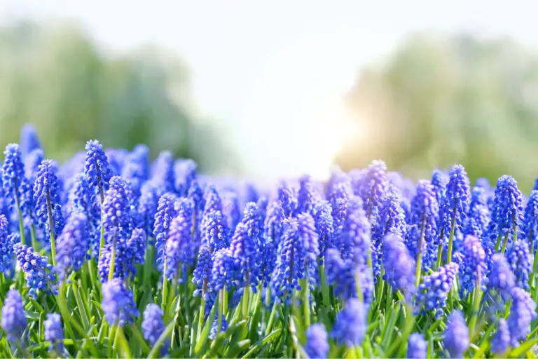 🌸 Scopri l’affascinante mondo del giacinto d’uva con sorprendenti benefici 🌸