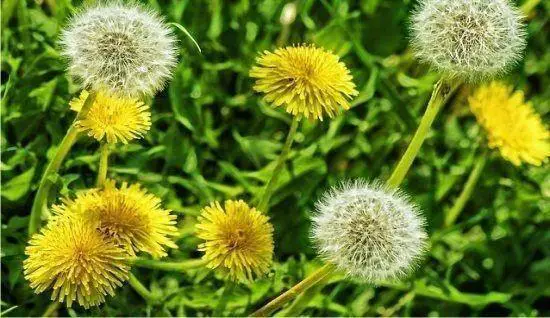 🌼 Usos ignorati del Tarassaco (Dente di leone): un tesoro naturale per la salute