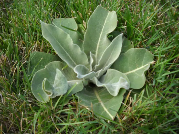 💚 Le Foglie di Mullein: Un Tesoro della Natura con Benefici Incredibili e Utilizzi Versatili 🌿