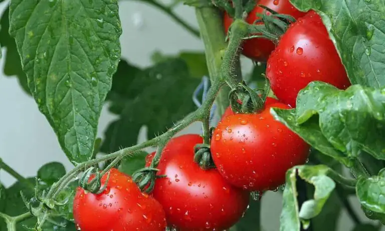 Segreti per un orto di pomodori rigoglioso e protezione efficace contro i parassiti! 🥒🍅