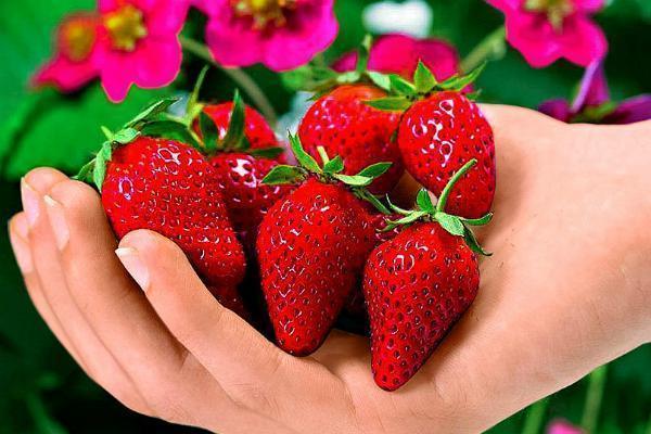 12 Super Consigli per Coltivare Tantissime Fragole