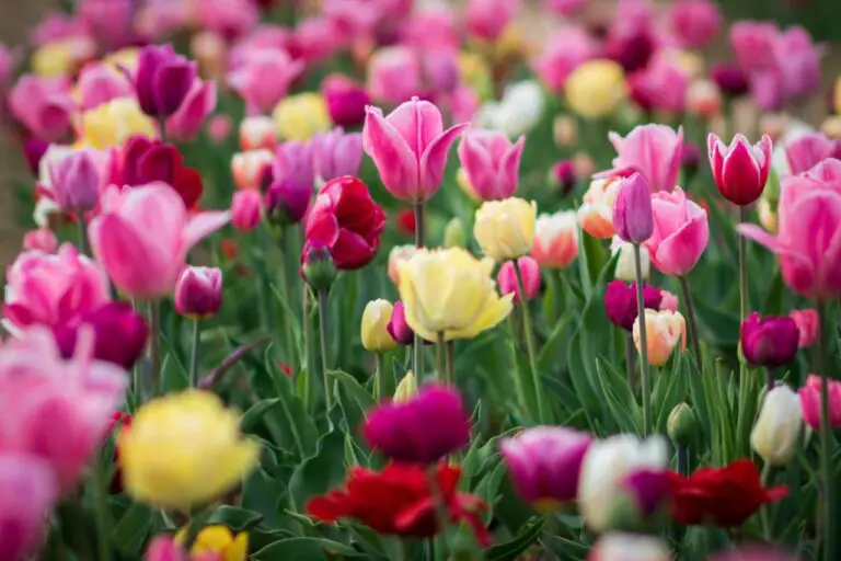 Segreti di Maggio per un Giardino Ricco di Fiori e Verdure 🌸🌞