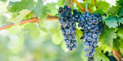 Segreti per una vite forte e sana e un raccolto generoso 🌿🍇