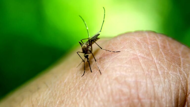 🌿 I segreti del giardino verde: come controllare mosche e zanzare con soluzioni naturali 🦟