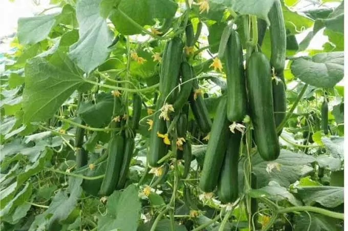 I segreti per un giardino rigoglioso e resistente 🌸🌽