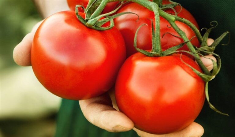 🌱10 Erbe Miracolose da Coltivare Accanto ai Pomodori per un Giardino Sano e Produttivo🌱