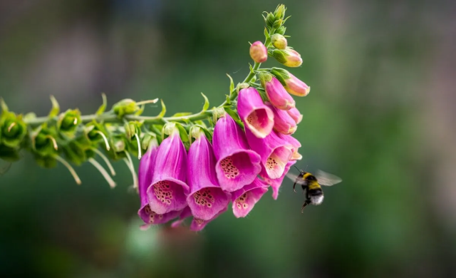 🌸 Segreti del Green Thumb: Perché il Deadheading Rivoluziona il Tuo Giardino! 🌸