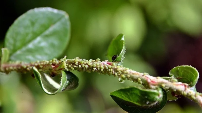 Consigli efficaci per il giardinaggio naturale e la protezione delle piante 🌱