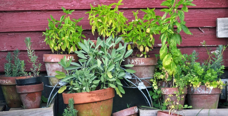 Guida alla scelta del vaso ideale per le tue colture