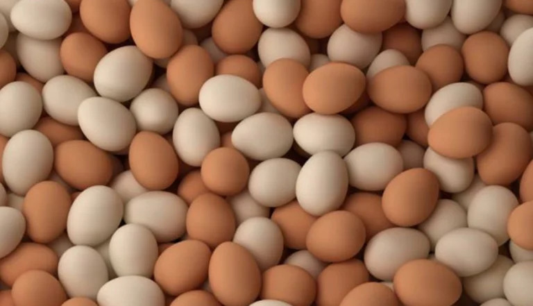 Trasforma una bottiglia di plastica in un’incubatrice fai da te efficiente ed economica! 🌱🐣