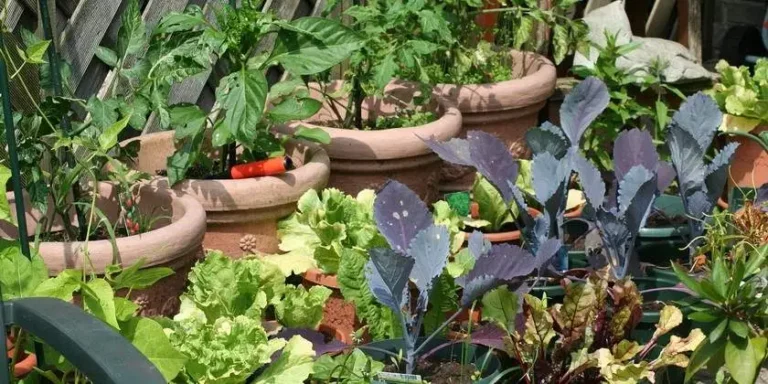 Trasforma il tuo spazio con un orto in vaso: una guida completa per una coltivazione di successo 🌿🌞